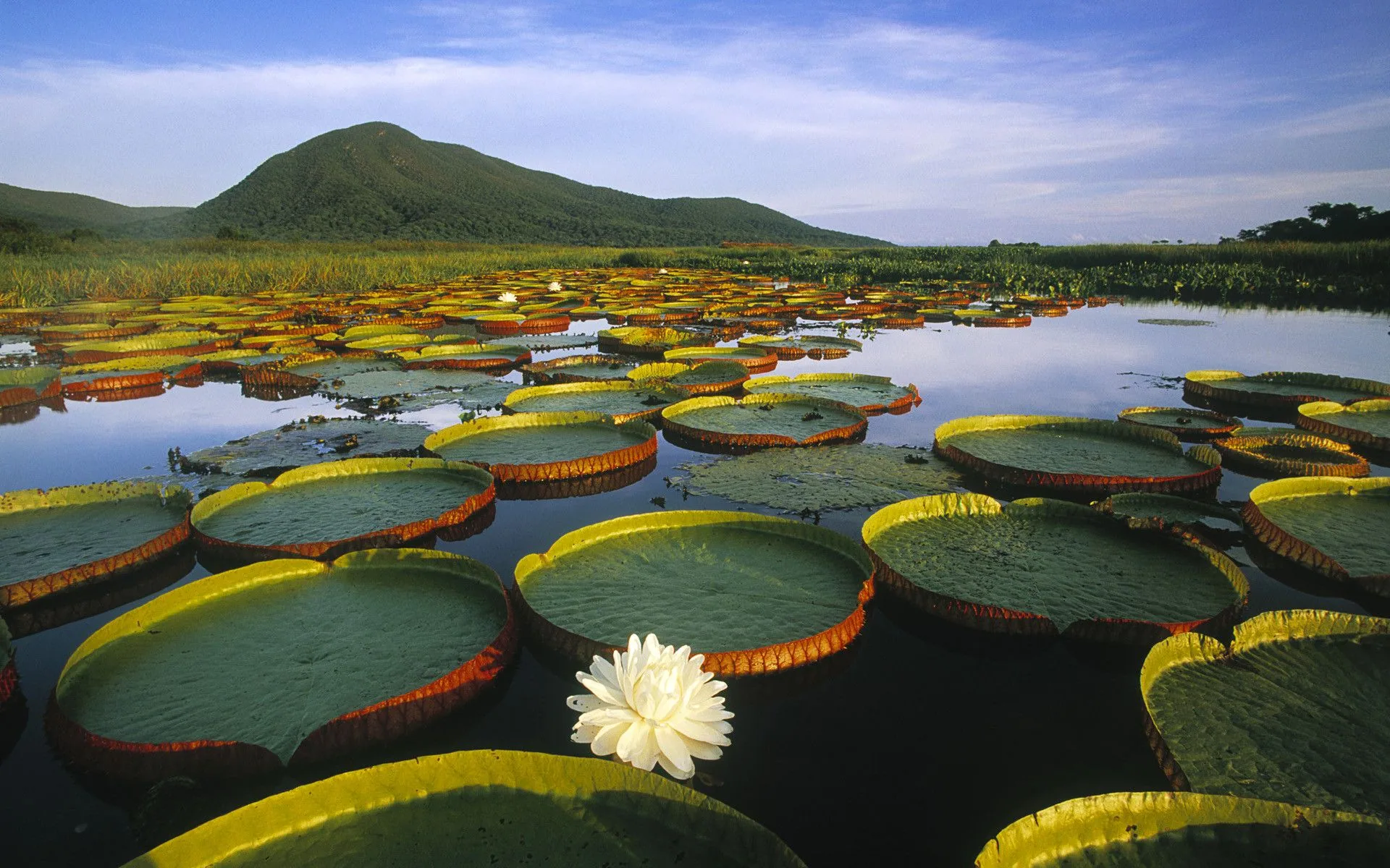 Paisagem do Pantanal com vitórias-régias sobre a água